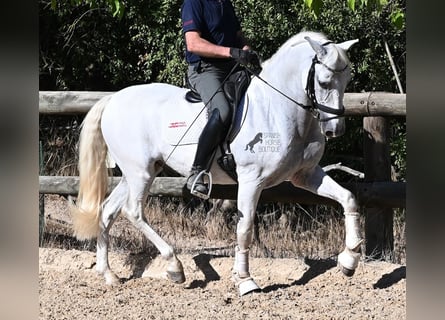 Andalusier, Wallach, 14 Jahre, 156 cm, Schimmel