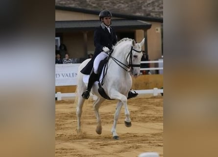 Andalusier, Wallach, 14 Jahre, 165 cm, Schimmel