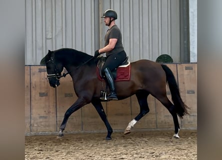 Andalusier, Wallach, 15 Jahre, 160 cm, Rappe
