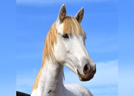 Andalusier, Wallach, 1 Jahr, 162 cm, Schimmel