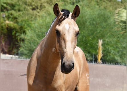 Andalusier, Wallach, 2 Jahre, 158 cm, Falbe