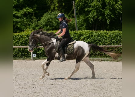 Andalusier, Wallach, 3 Jahre, 148 cm, Schecke