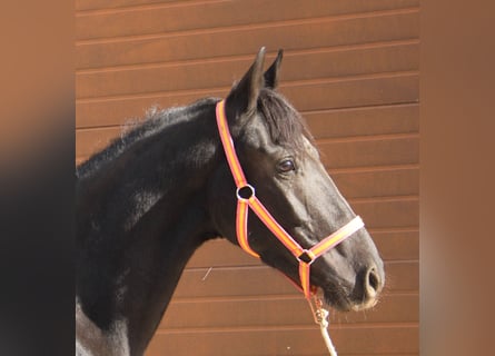 Andalusier, Wallach, 3 Jahre, 155 cm, Rappe