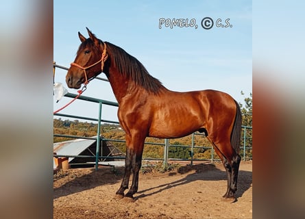 Andalusier, Wallach, 3 Jahre, 156 cm, Brauner