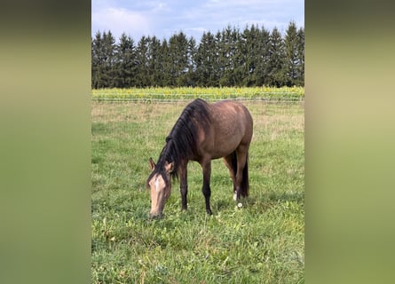 Andalusier, Wallach, 3 Jahre, 156 cm, Buckskin