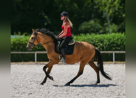 Andalusier, Wallach, 3 Jahre, 158 cm, Falbe