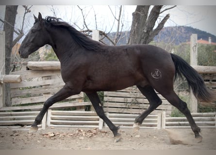 Andalusier, Wallach, 3 Jahre, 158 cm, Rappe