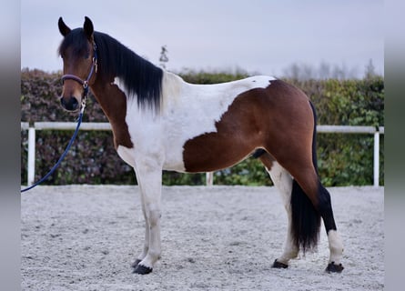 Andalusier, Wallach, 3 Jahre, 158 cm, Schecke