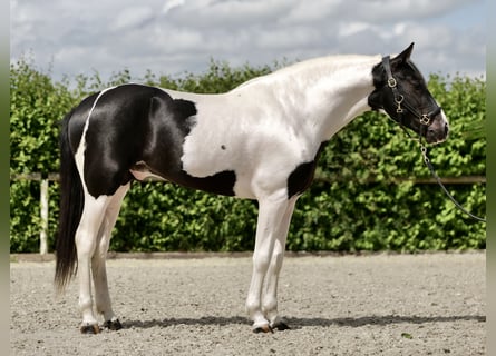 Andalusier, Wallach, 3 Jahre, 158 cm, Schecke