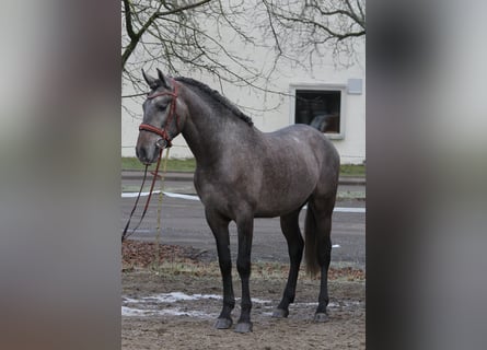 Andalusier, Wallach, 3 Jahre, 159 cm, Rappschimmel