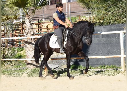 Andalusier, Wallach, 3 Jahre, 161 cm, Rappe