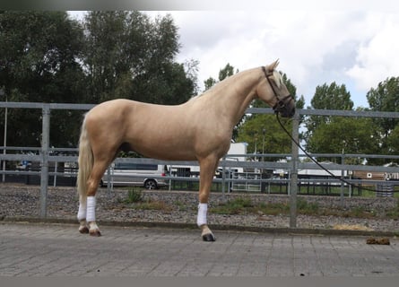 Andalusier Mix, Wallach, 3 Jahre, 162 cm, Palomino