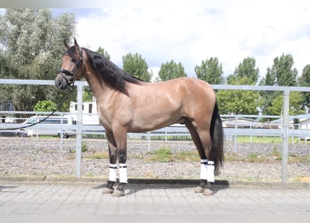 Andalusier Mix, Wallach, 3 Jahre, 162 cm, Roan-Bay