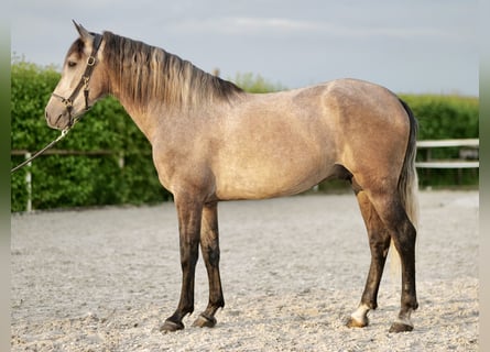 Andalusier, Wallach, 3 Jahre, 162 cm, Schimmel