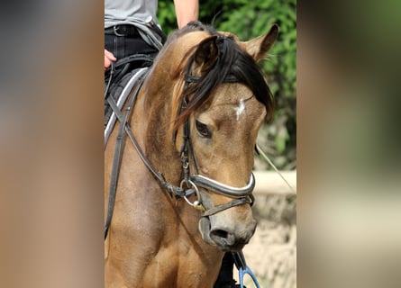 Andalusier, Wallach, 3 Jahre, 168 cm, Falbe