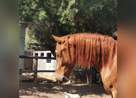 Andalusier, Wallach, 4 Jahre, 150 cm, Fuchs