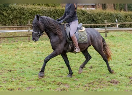 Andalusier, Wallach, 4 Jahre, 150 cm, Rappschimmel