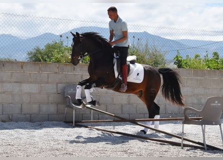 Andalusier, Wallach, 4 Jahre, 151 cm, Dunkelbrauner