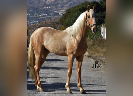 Andalusier, Wallach, 4 Jahre, 152 cm, Palomino