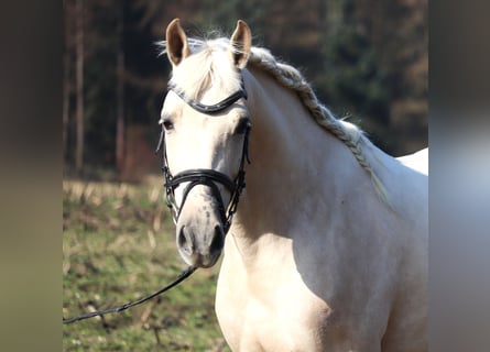 Andalusier, Wallach, 4 Jahre, 152 cm, Perlino