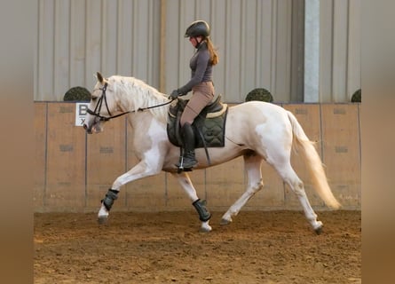 Andalusier, Wallach, 4 Jahre, 154 cm, Schecke