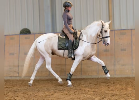 Andalusier, Wallach, 4 Jahre, 154 cm, Schecke