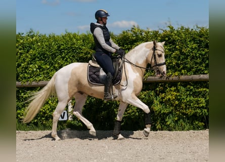 Andalusier, Wallach, 4 Jahre, 154 cm, Schecke