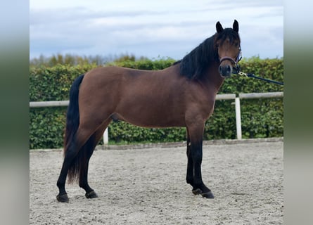 Andalusier, Wallach, 4 Jahre, 155 cm, Brauner