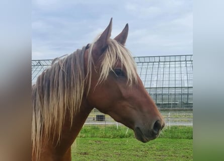 Andalusier, Wallach, 4 Jahre, 155 cm