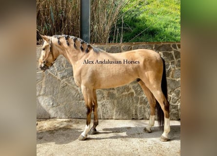 Andalusier, Wallach, 4 Jahre, 157 cm, Buckskin
