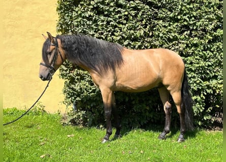 Andalusier, Wallach, 4 Jahre, 157 cm, Falbe