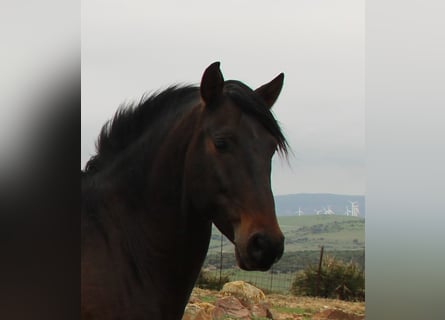 Andalusier, Wallach, 4 Jahre, 158 cm, Brauner