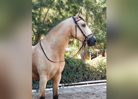Andalusier, Wallach, 4 Jahre, 158 cm, Falbe