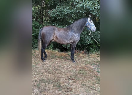 Andalusier, Wallach, 4 Jahre, 159 cm, Apfelschimmel