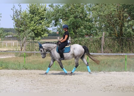 Andalusier Mix, Wallach, 4 Jahre, 160 cm