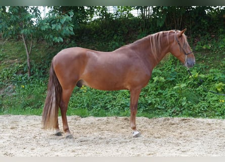 Andalusier Mix, Wallach, 4 Jahre, 160 cm, Fuchs