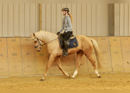 Andalusier, Wallach, 4 Jahre, 160 cm, Palomino