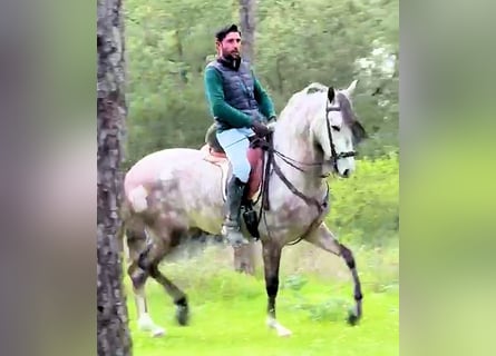 Andalusier, Wallach, 4 Jahre, 160 cm, Schimmel