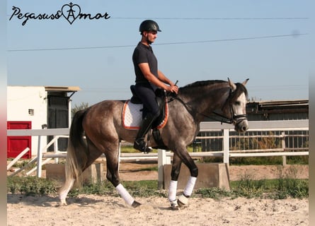 Andalusier, Wallach, 4 Jahre, 162 cm, Apfelschimmel
