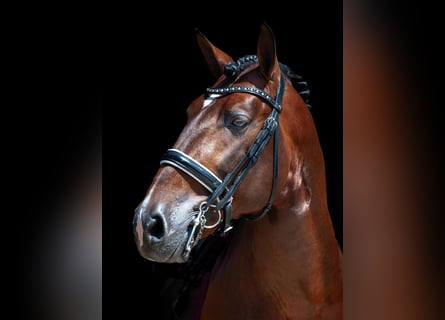 Andalusier, Wallach, 4 Jahre, 162 cm, Dunkelbrauner