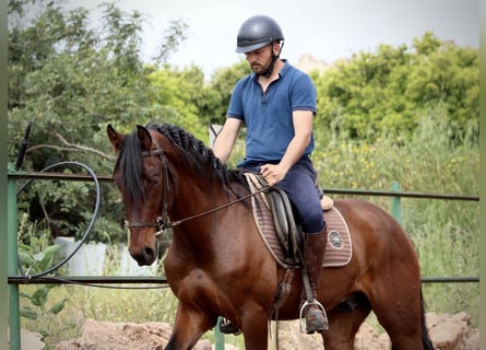 Andalusier, Wallach, 4 Jahre, 163 cm, Brauner