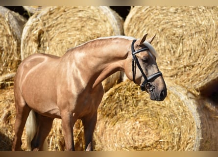Andalusier, Wallach, 4 Jahre, 163 cm, Palomino