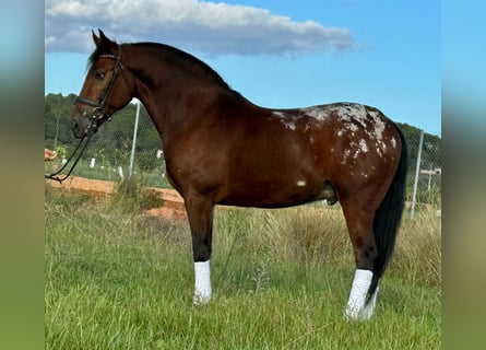 Andalusier, Wallach, 4 Jahre, 164 cm, Brauner