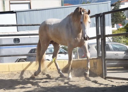 Andalusier, Wallach, 4 Jahre, 164 cm, Pearl