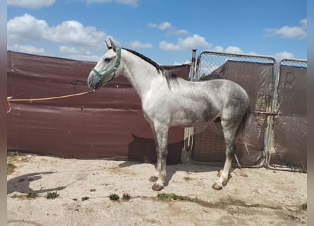 Andalusier, Wallach, 4 Jahre, 164 cm, Schimmel