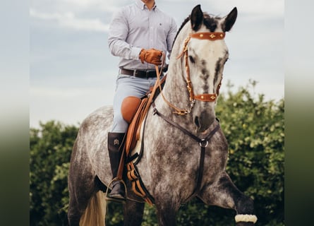 Andalusier, Wallach, 4 Jahre, 165 cm, Apfelschimmel