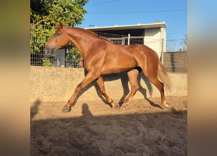 Andalusier, Wallach, 4 Jahre, 165 cm, Fuchs