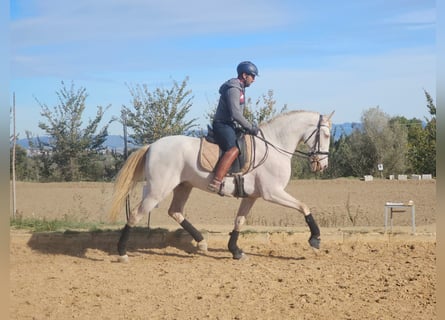 Andalusier, Wallach, 4 Jahre, 169 cm, Perlino