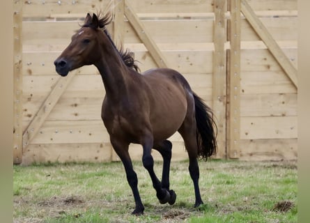 Andalusier Mix, Wallach, 4 Jahre, Brauner