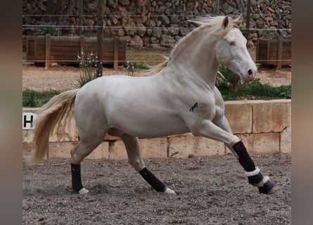 Andalusier, Wallach, 5 Jahre, 149 cm, Cremello